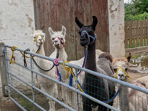 Bauwagen Silberhöhe Kindertagsfest