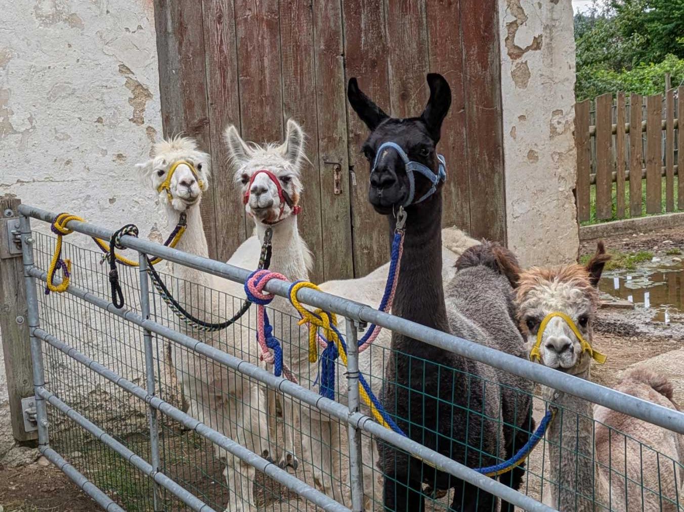 Bauwagen Silberhöhe Kindertagsfest